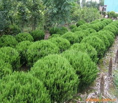 瑞安市富豪苗木園藝綠化灌木產品與園藝種植指南